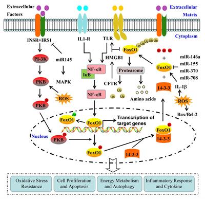 Involvement of Transcription Factor FoxO1 in the Pathogenesis of Polycystic Ovary Syndrome